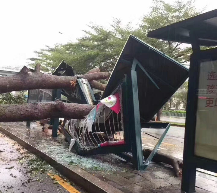 被巨木压倒的公交站台