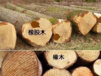 橡胶木和橡木的区别：橡木和橡胶木是一样的吗？如何鉴别它们呢？